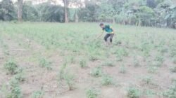 SMKN 1 Simpang Jernih Budidayakan Nilam di Lahan Seluas 1 Hektare